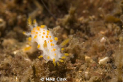 rampaging nudibranch. 2cm long, managed to capture him wi... by Mike Clark 
